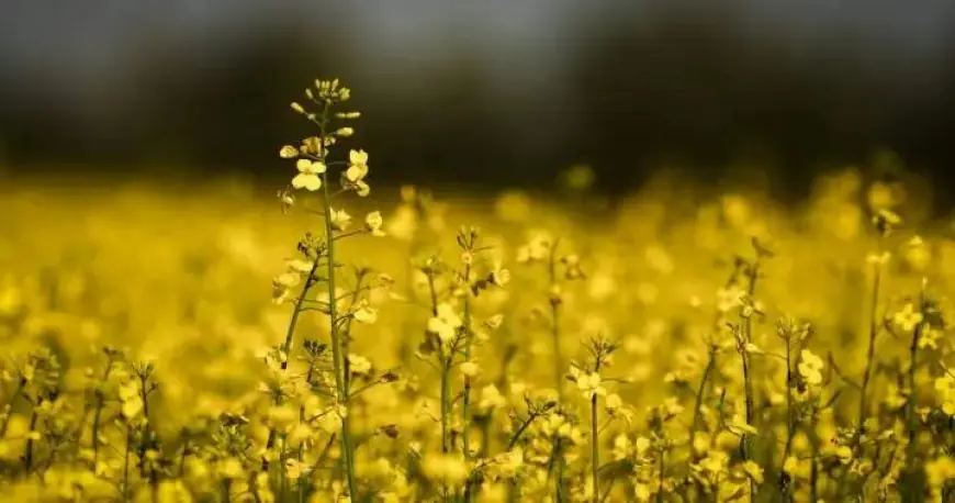 Rising Diesel Costs Hit Canadian Farmers Hard