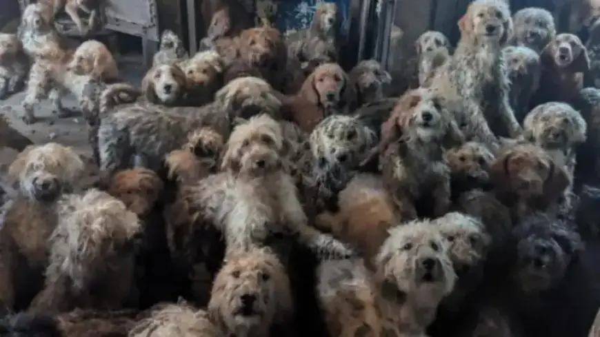 RSPCA Rescues 250 Neglected Poodles from Overwhelmed Breeders’ Filthy Conditions