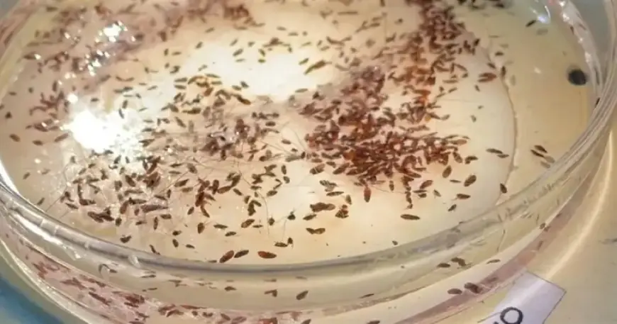 Record Flea-Borne Typhus Surge in L.A.: Hotspots and Protection Tips