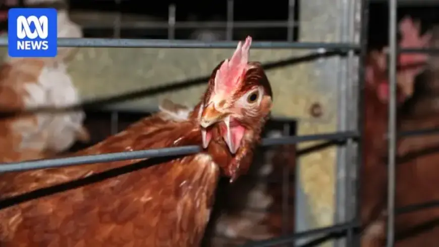 New Laws Enhance Living Conditions for Egg-Laying Hens in Cages