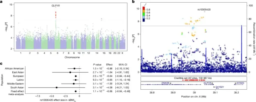 Genetic Factors Influence GLP1 Receptor Agonist Weight Loss and Side Effects