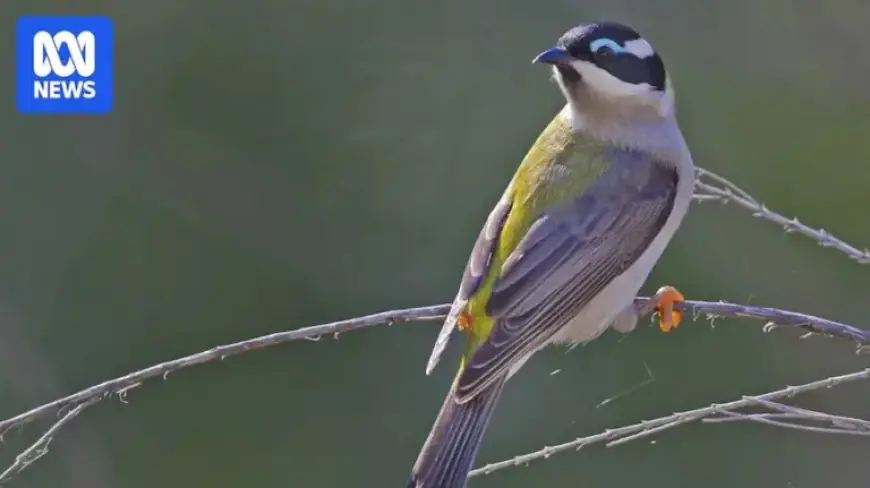 Farm Owner Fined for Prioritizing Profit by Clearing 112 Hectares of Bushland