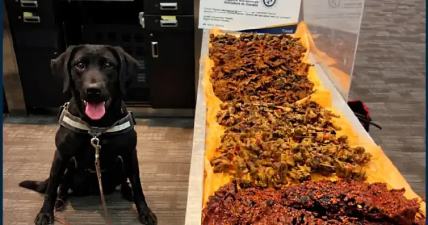 Detector Dog at Pearson Airport Uncovers 40kg of Undeclared Meat