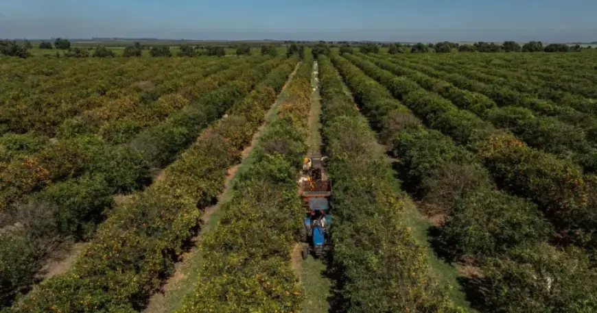El Niño to Escalate in August, Intensifying Heat and Threatening Crops