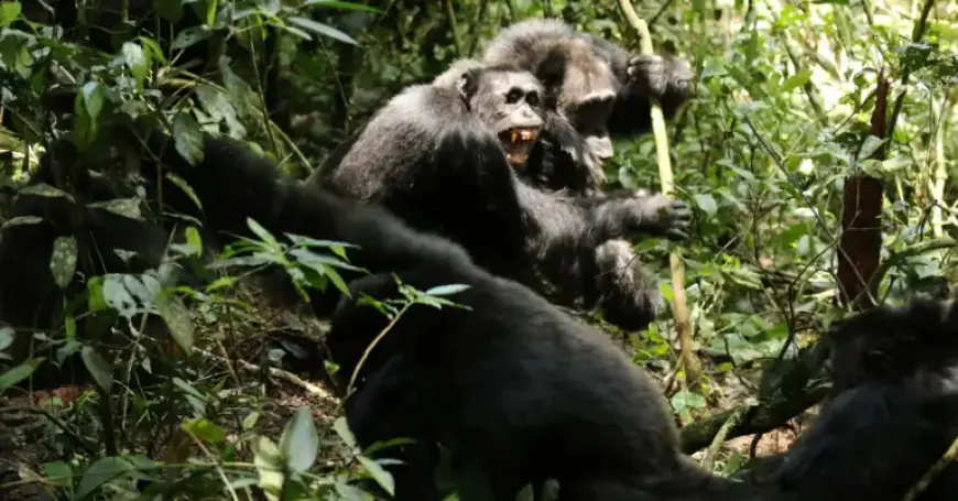 Chimpanzee Betrayal: Scientists Shocked by Fatal Attacks on Allies