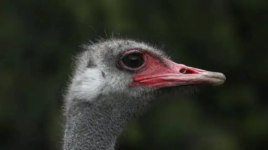 Evidence Unveils False Arguments Against Ostrich Cull in B.C.