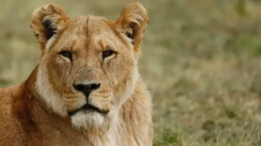 NASA Considers Lioness Pawprints for Future Space Rover Designs