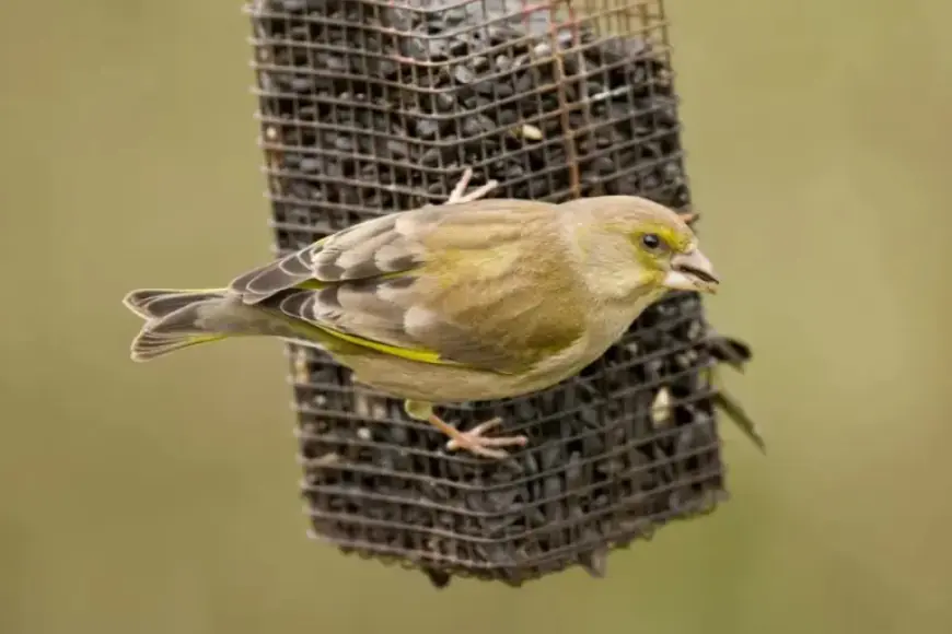RSPB Urges Bird Lovers: Remove Summer Feeders to Protect Wildlife