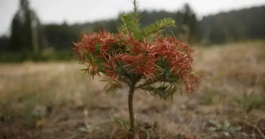 Drought in B.C. Highlights Sharp North-South Regional Divide