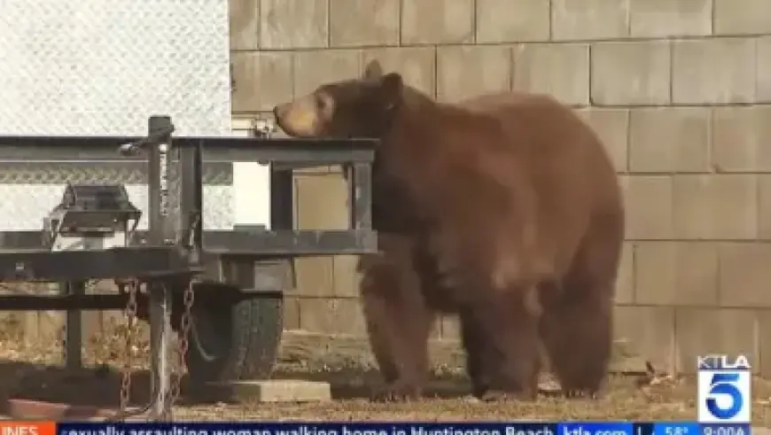 Scottie Scheffler Enters $100M Club, Donates Ryder Cup Earnings