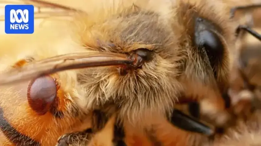 Varroa Mite Resistance Threatens Beekeepers with New Setback