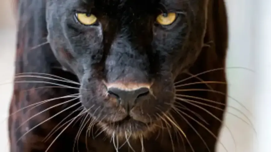 Northern Ireland Police Receive ‘Big Cats’ Reports Over Five Years