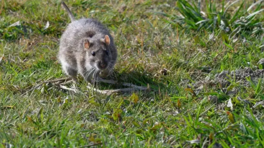 Monty Don Alerts: Avoid This Simple Mistake to Prevent Rats