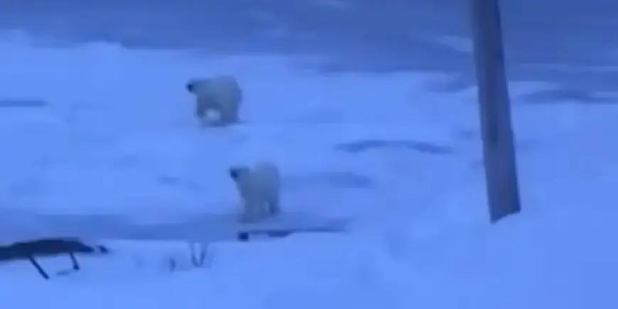 Polar Bears Observed Near Black Tickle Coastline