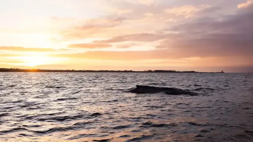 Biologist Plans Autopsy: Can Whale Songs Rescue Timmy the Whale?