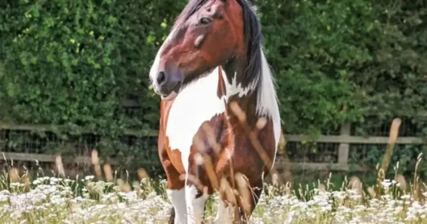 Beloved Police Horse, Local Legend, Passes Away at Wycombe Equine Charity