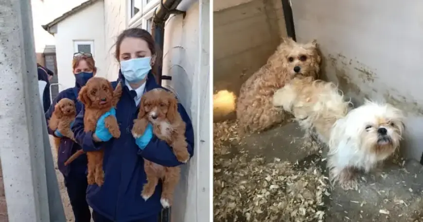 Kent Puppy Farmers Ordered to Repay £200,000 for Selling Sick Dogs
