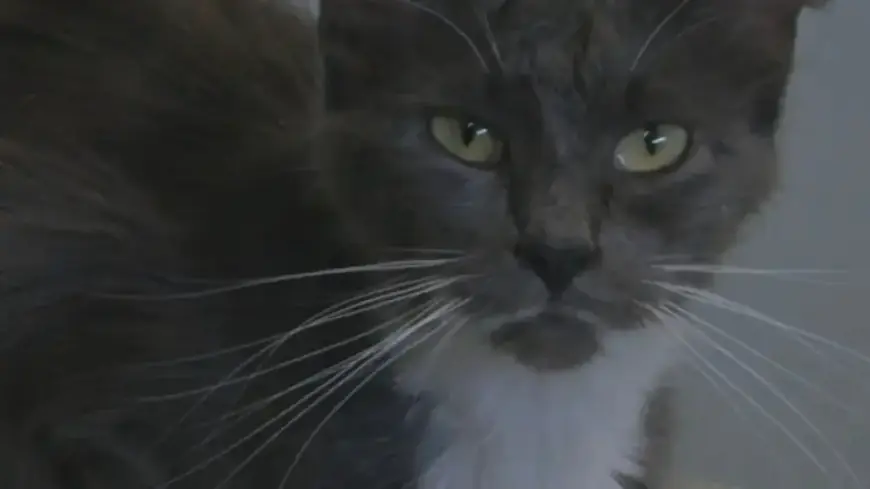 Rising Temperatures Trigger Spike in Feline Bobcat Fever Cases: Vets Advise Prevention