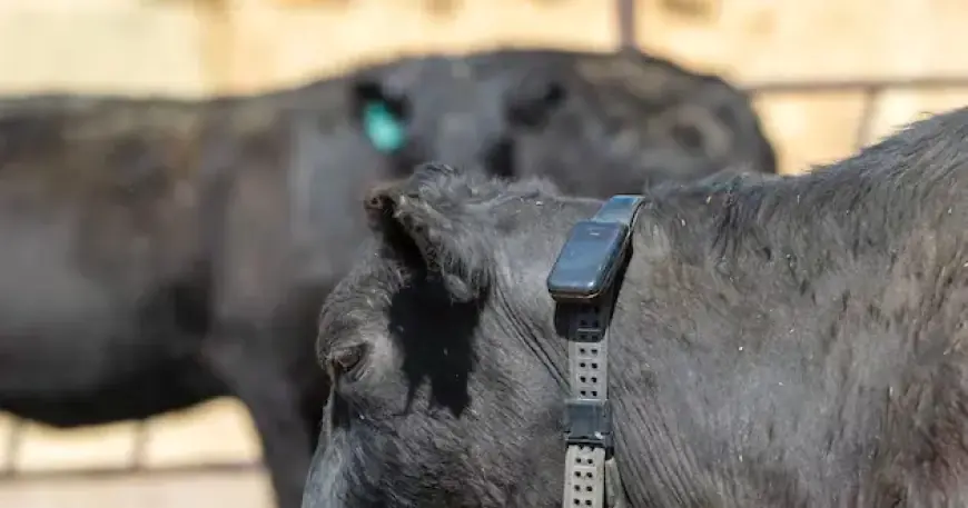 Revolutionizing Ranching and Conservation with Cutting-Edge Technology
