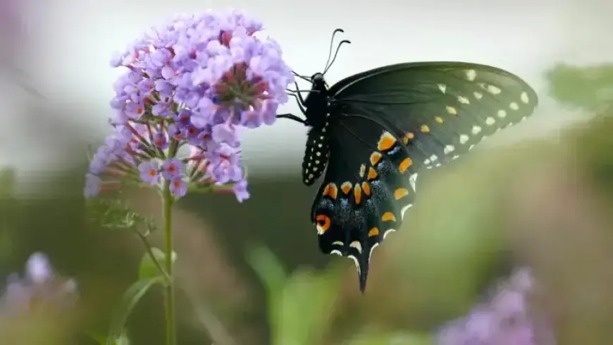 Join North Jersey’s 2026 Earth Day Celebrations with Local Community Events