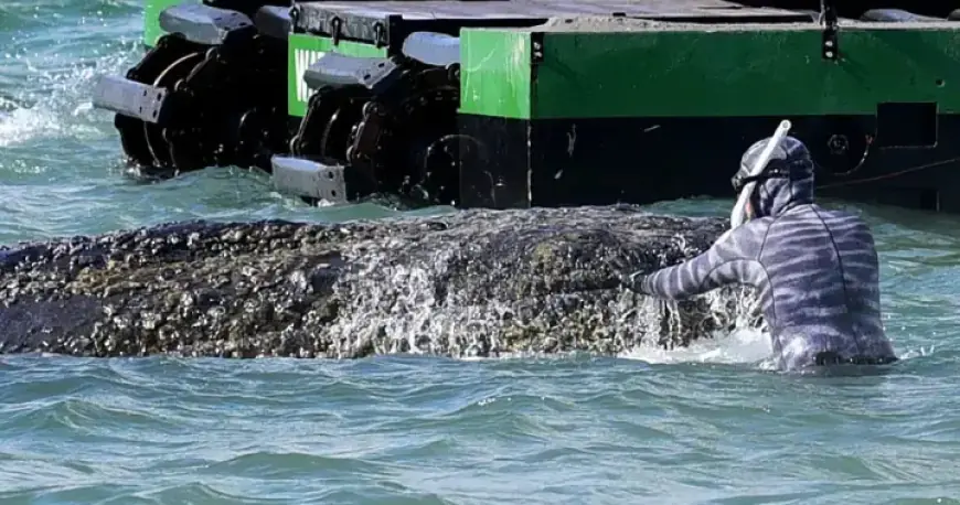 Wealthy Philanthropists Unite to Rescue Stranded Whale in Germany