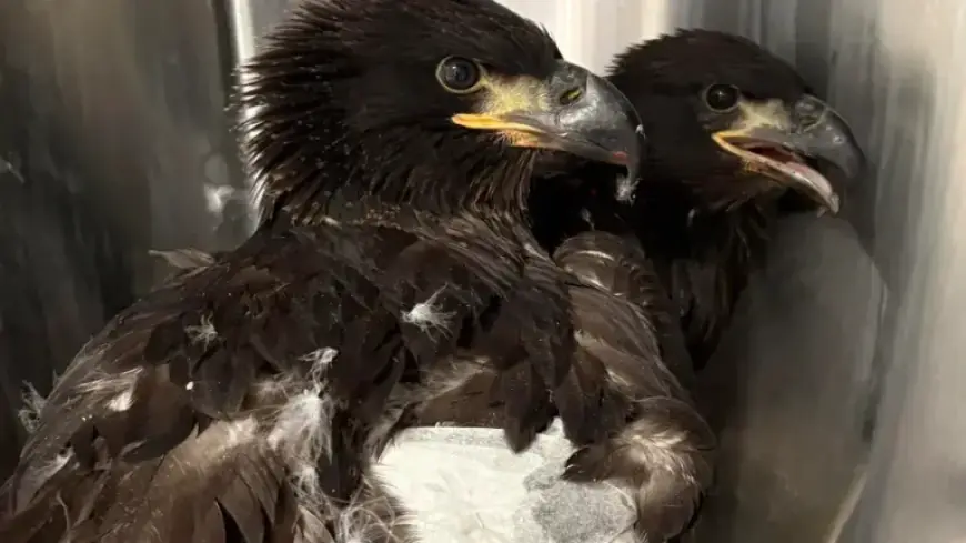 Alabama Eaglets Lost After Storms Destroy Their Nest