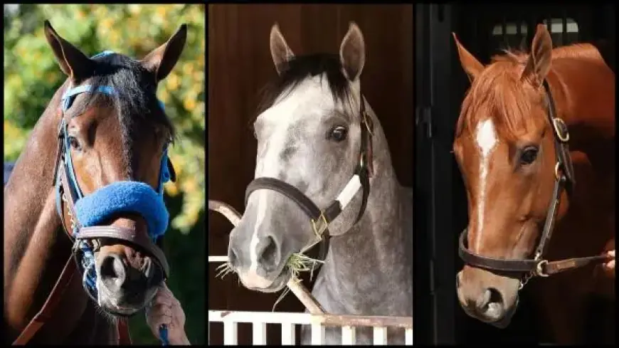 Meet the 2026 Kentucky Derby Contenders: A Slideshow Guide