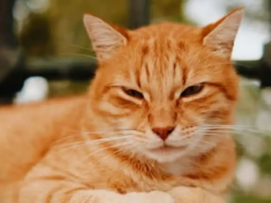 Viral Cat Game Leaves Players Stressed and Obsessed