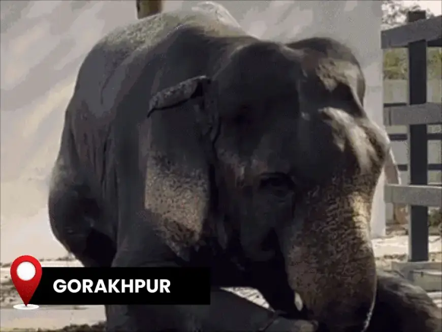 UP Scorches at 45.4°C, Altered School Timings and Elephant Baths