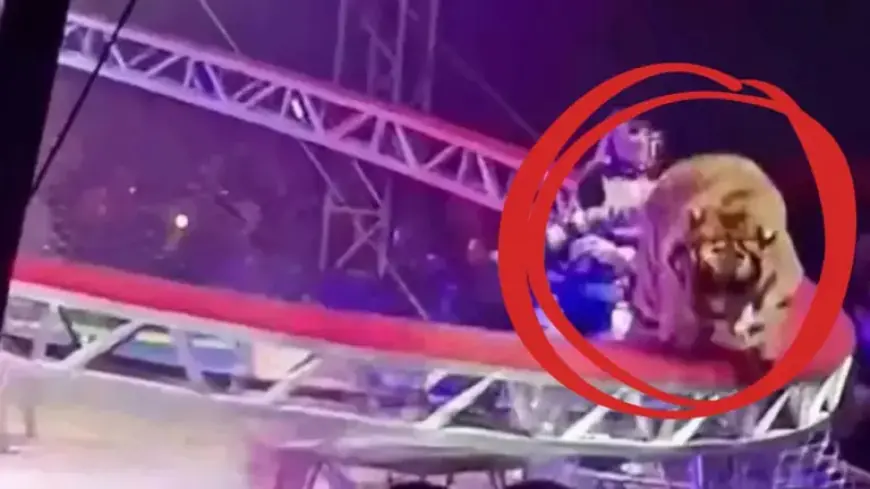 Tiger Escapes During Circus Performance, Causing Horror Among Audience