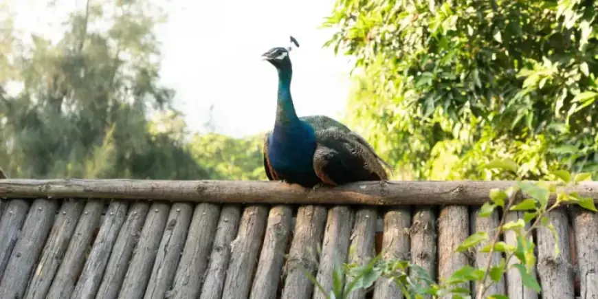 Peacock Captured After Terrorizing 92-Year-Old’s Farm