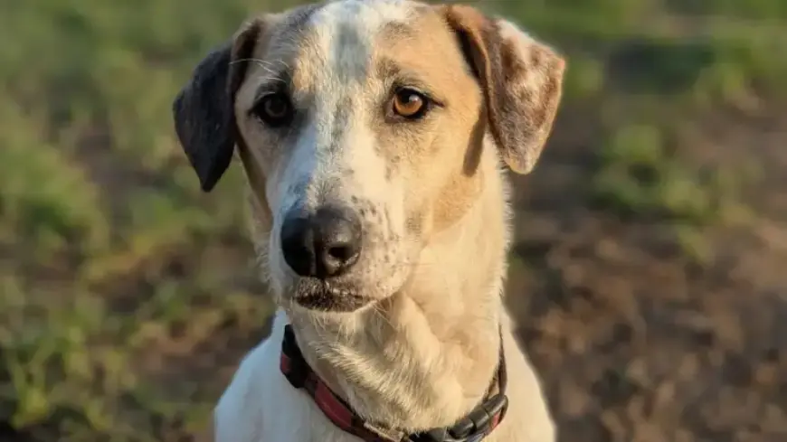 Heartbreaking Reason: ‘Unwanted’ Dog Returned to Kennels After 12 Days