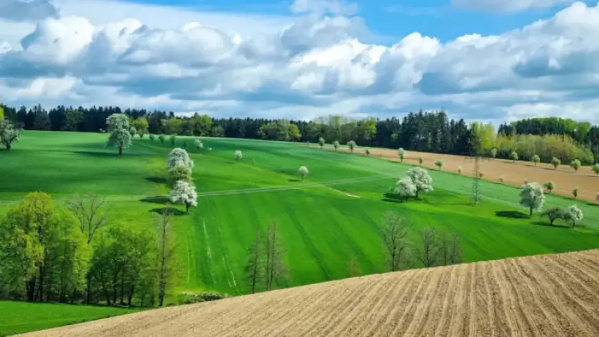 Birnbaum Blooms Impress in Zeillern near Amstetten