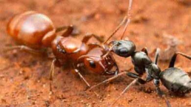 أين يعيش النمل المقاتل؟