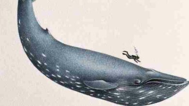 حجم الحوت الأزرق مقارنة بالإنسان