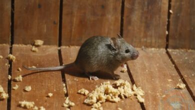 طريقة طرد الفئران من المنزل