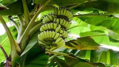 كم تستغرق شجرة الموز لكي تثمر؟