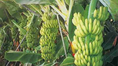 كم كيلو تنتج شجرة الموز
