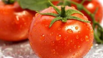 كم مدة زراعة الطماطم