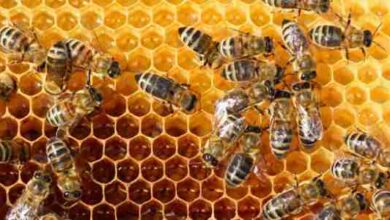 كيف تجعل النحل يتكاثر؟