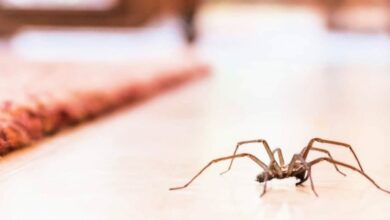 كيفية التخلص من العنكبوت في المنزل