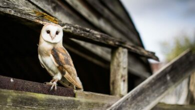 Why do we advise you not to raise an owl at home