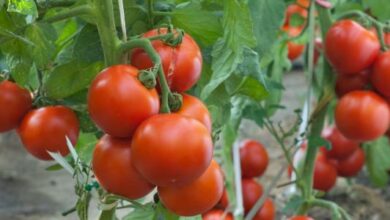 موعد زراعة الطماطم في المنزل