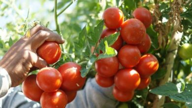 وقت زراعة الطماطم في السعودية